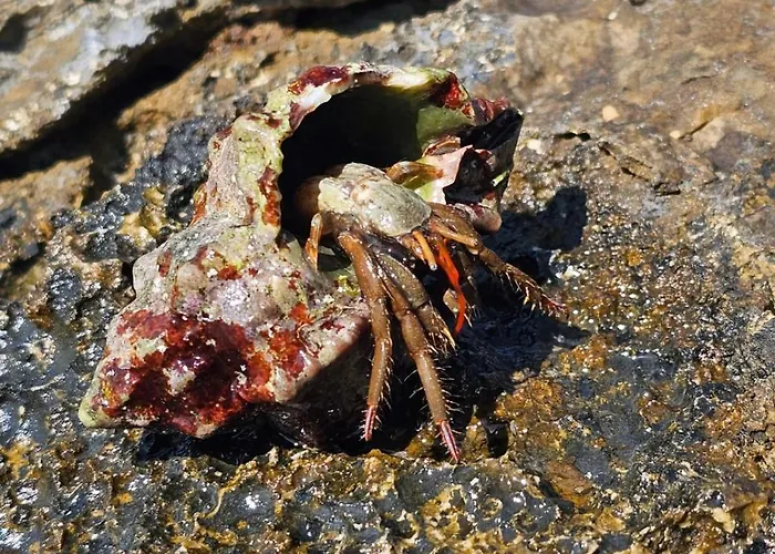 아파트 App Letta Sunset 풀라