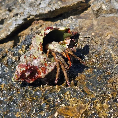 Apartment App Letta Sunset Pula